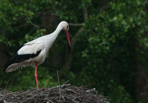 202505 Vogels Kuinre