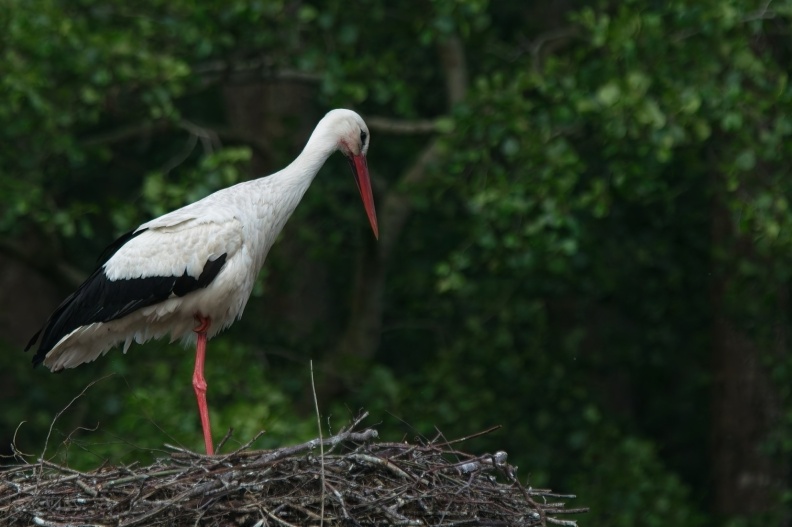 202505_VogelsOnderweg005.jpg