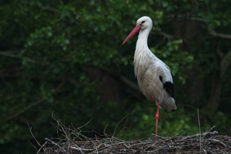202505_VogelsOnderweg007.jpg