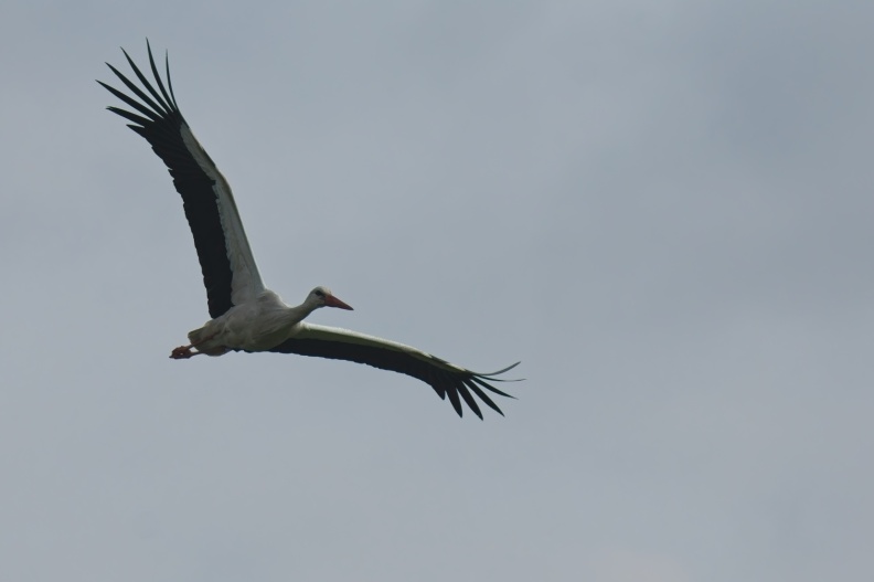 202505_VogelsOnderweg009.jpg