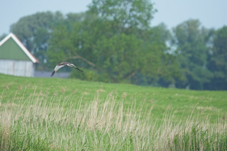 202505_VogelsOnderweg011.jpg