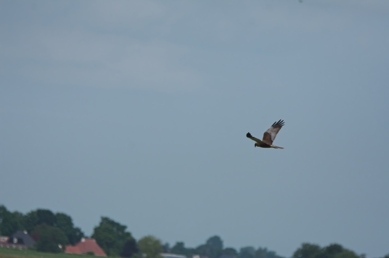 202505_VogelsOnderweg022.jpg