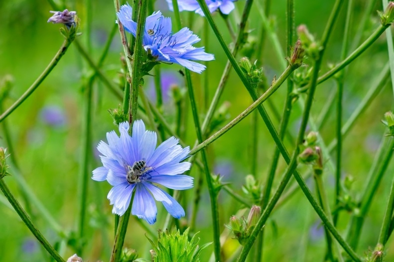 NatuurVak_202506011.jpg