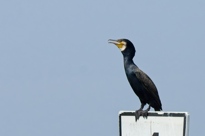 NatuurVak_202506033.jpg