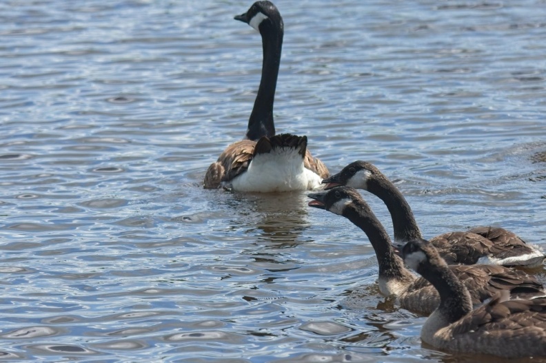 NatuurVak_202506044.jpg