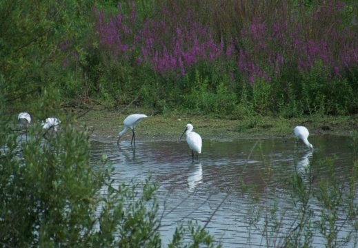 Blauwe kamer 2006005