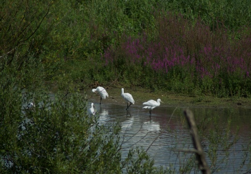 Blauwe kamer 2006020