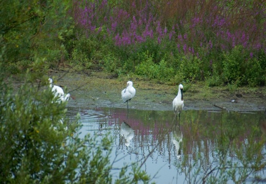 Blauwe kamer 2006042