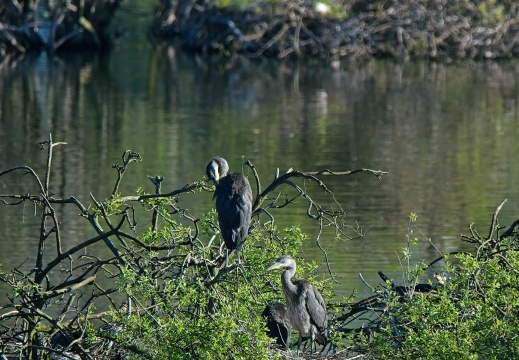20204 Blauwe Kamer10