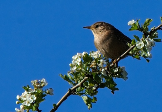 20204 Blauwe Kamer11