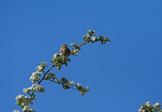 20204 Blauwe Kamer12