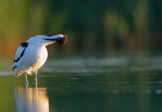 Breebaartpolder0101