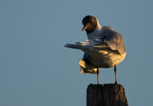 Breebaartpolder0102