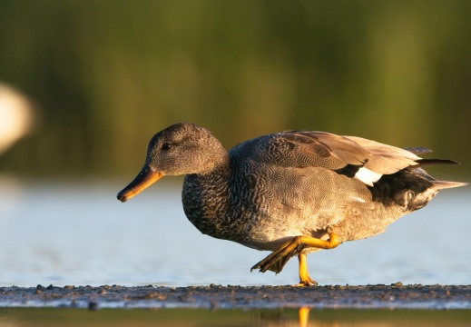 Breebaartpolder0103