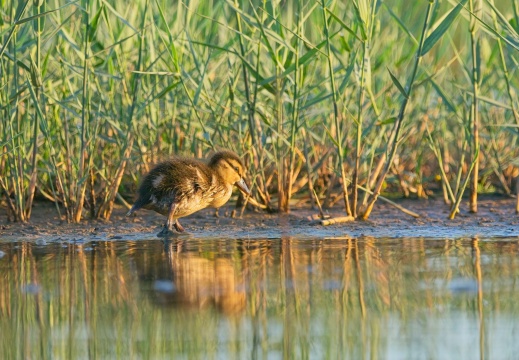 Breebaartpolder0105