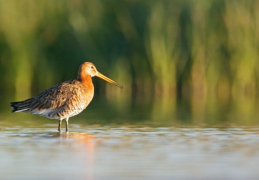 Breebaartpolder0107