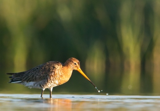 Breebaartpolder0108