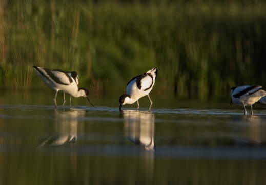 Breebaartpolder0109