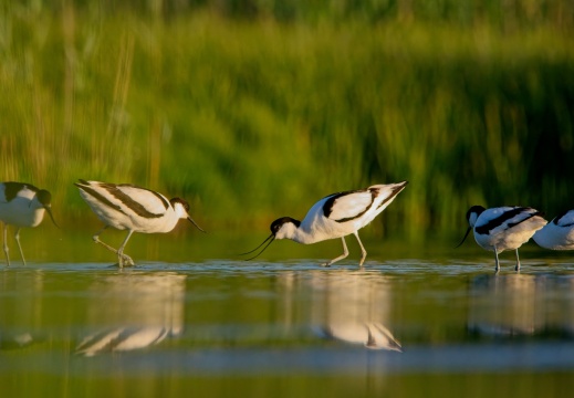 Breebaartpolder0110