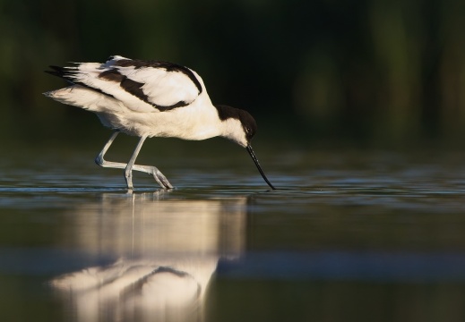 Breebaartpolder0111