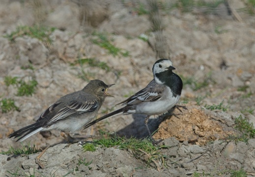 Breebaartpolder0175