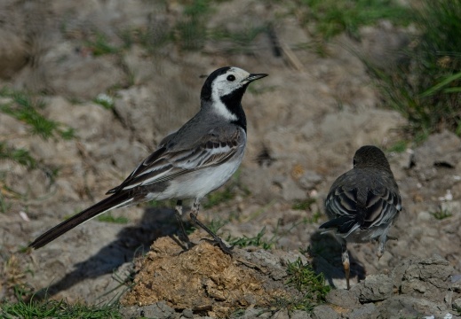 Breebaartpolder0176