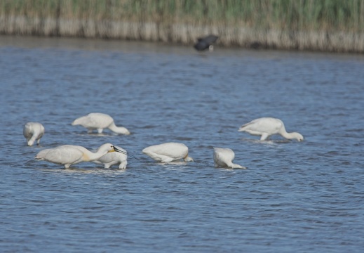 Breebaartpolder0177