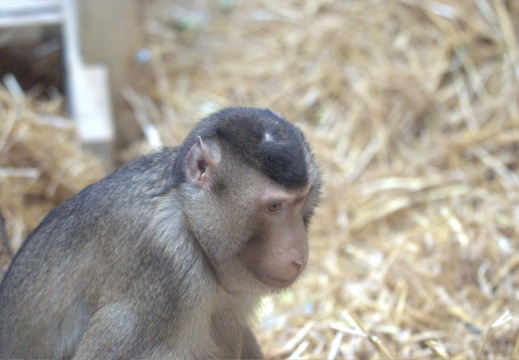 Burgers Zoo met Maarten002