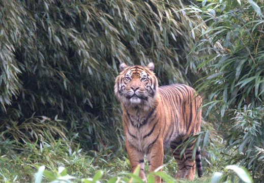 Burgers Zoo met Maarten003