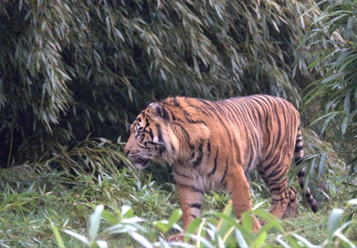 Burgers Zoo met Maarten004