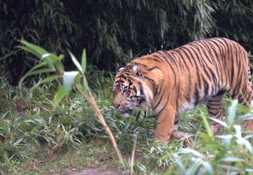 Burgers Zoo met Maarten005