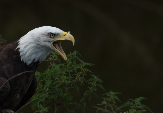 2026 Roofvogels006