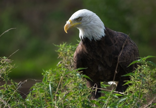 2026 Roofvogels008