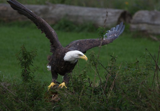 2026 Roofvogels013