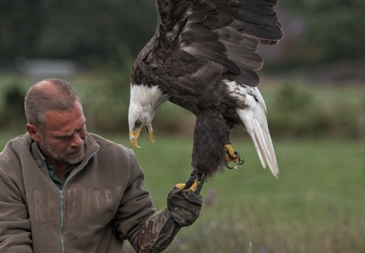 2026 Roofvogels015