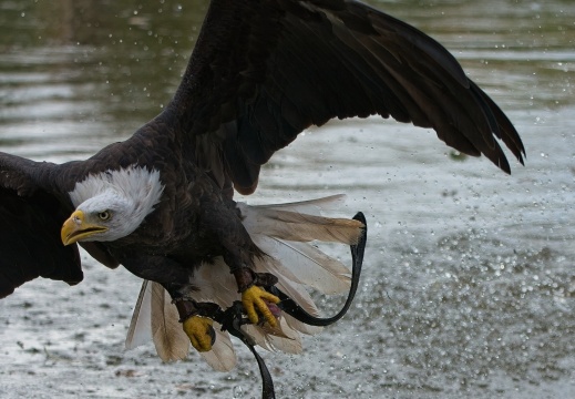 2026 Roofvogels017