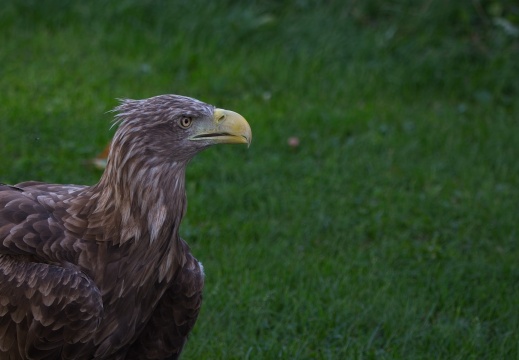 2026 Roofvogels021
