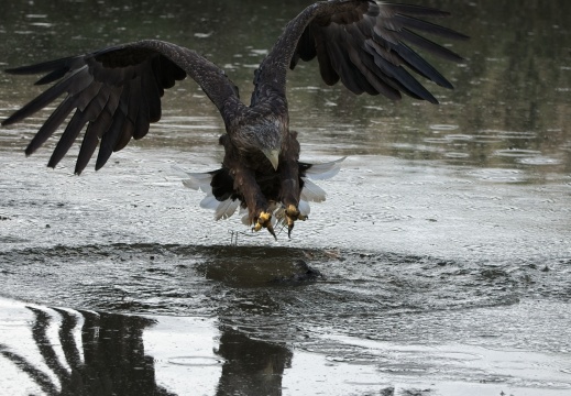 2026 Roofvogels022