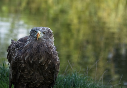 2026 Roofvogels024