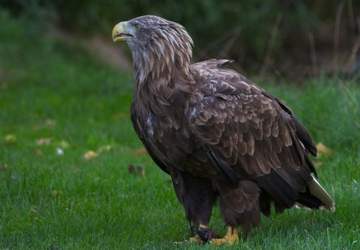 2026 Roofvogels025