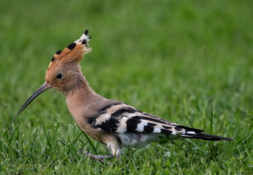 2026 Roofvogels026