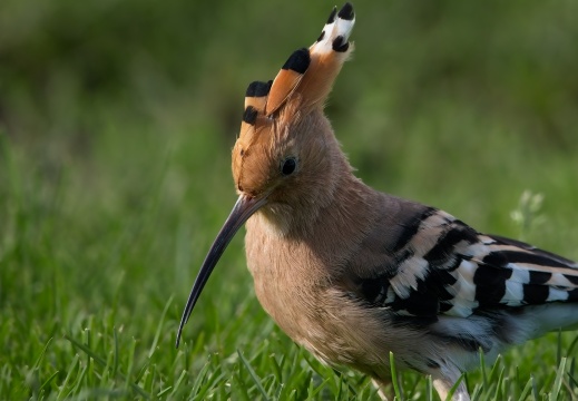 2026 Roofvogels029