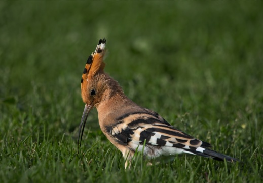 2026 Roofvogels030