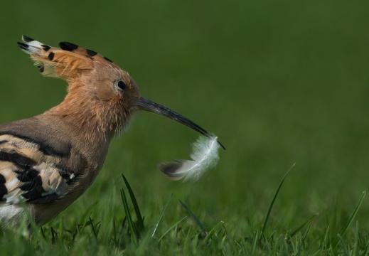 2026 Roofvogels031