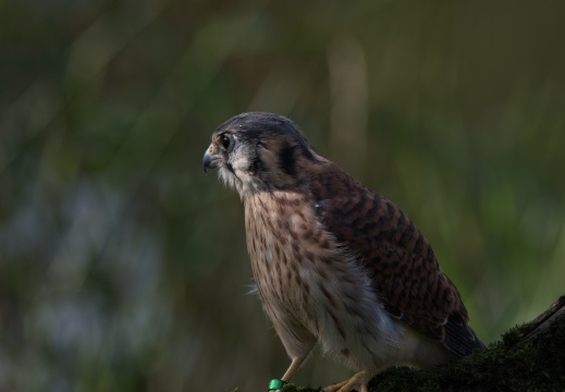 2026 Roofvogels035