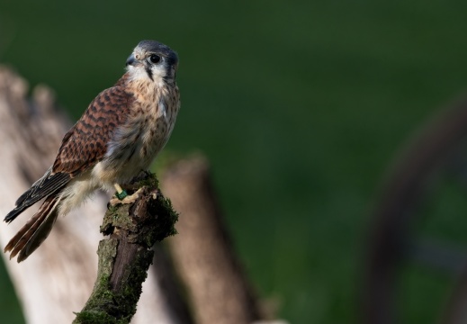 2026 Roofvogels036