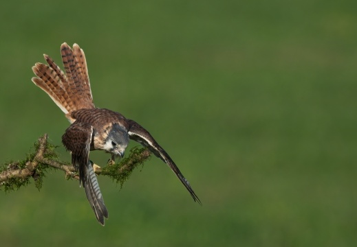 2026 Roofvogels037