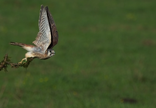 2026 Roofvogels039