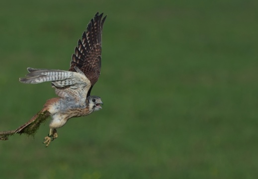 2026 Roofvogels040