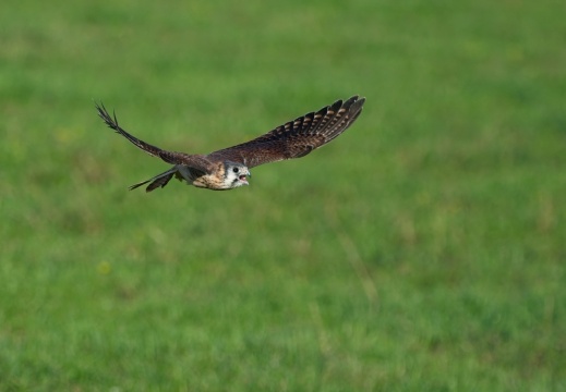 2026 Roofvogels041